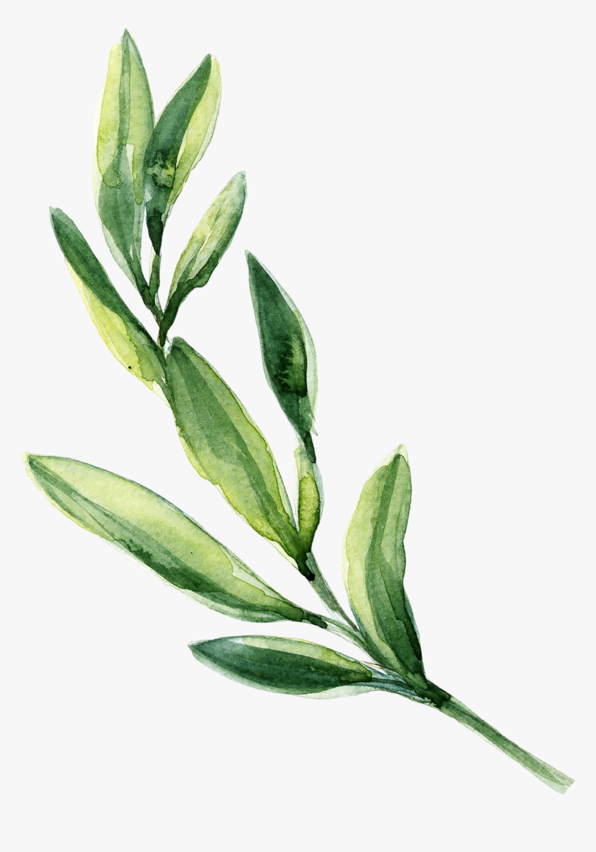 Watercolor Leaf Leaves Painting Green Download Hq Png - Green Leaf Watercolor Png, Transparent Png