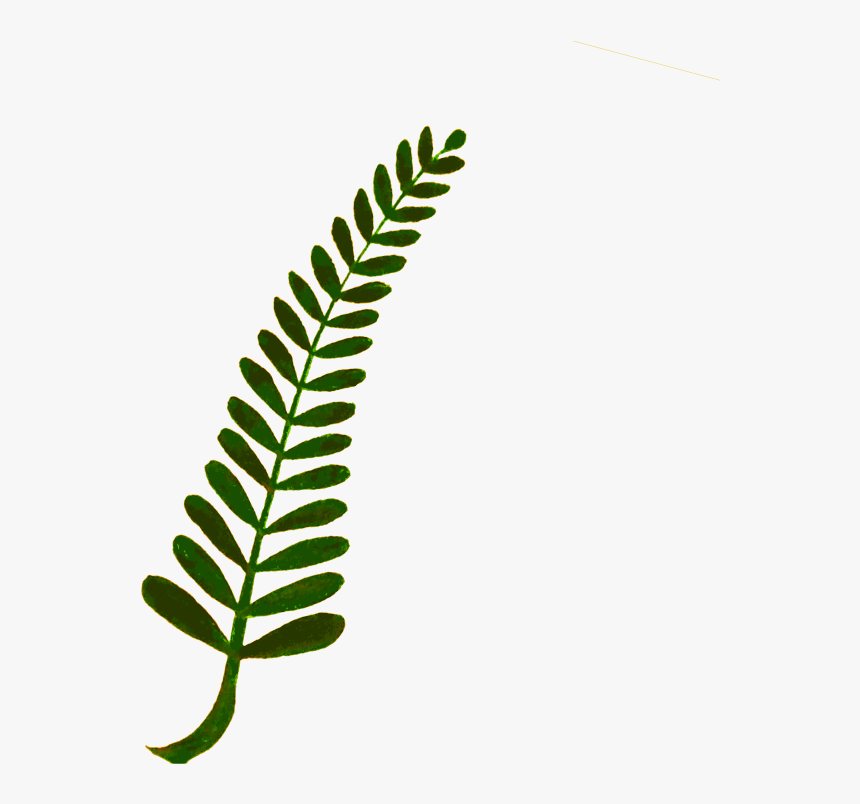 Fern Computer Icons Plant Stem Watercolor Painting - Watercolor Ferns Clipart, HD Png Download