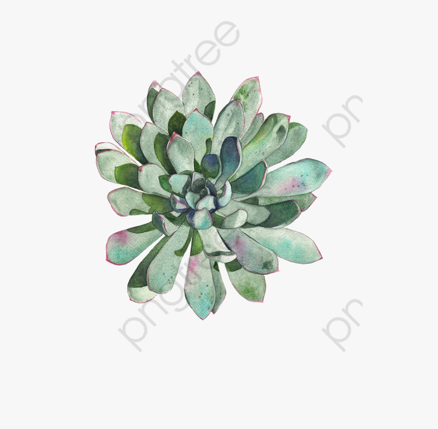 Transparent Succulent Wreath Clipart - Transparent Succulent Clip Art, HD Png Download