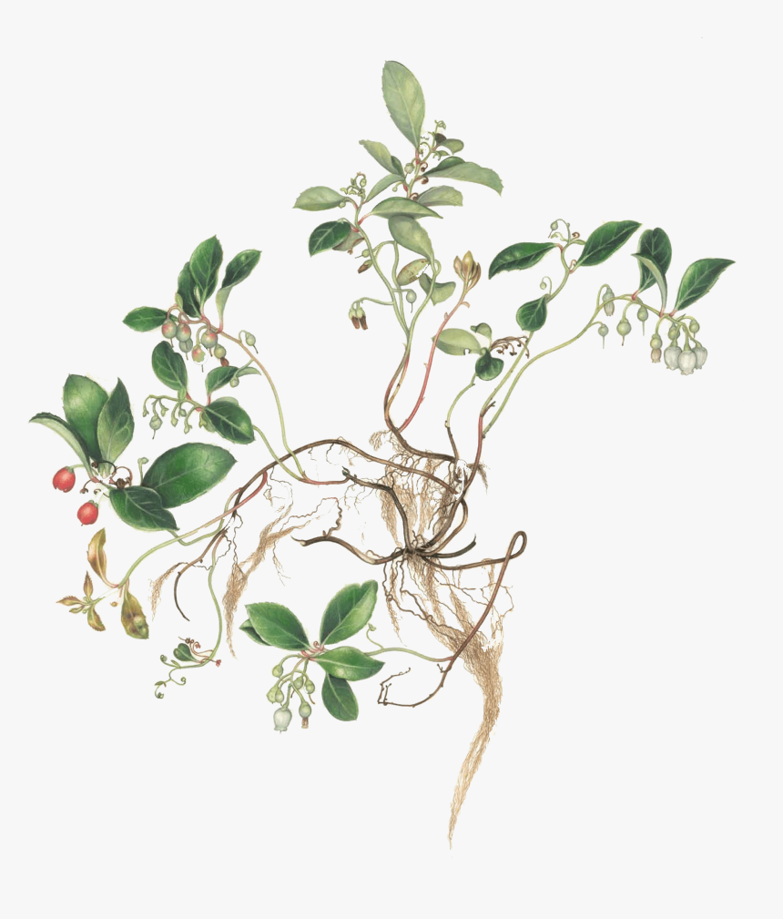 Honeysuckle, HD Png Download