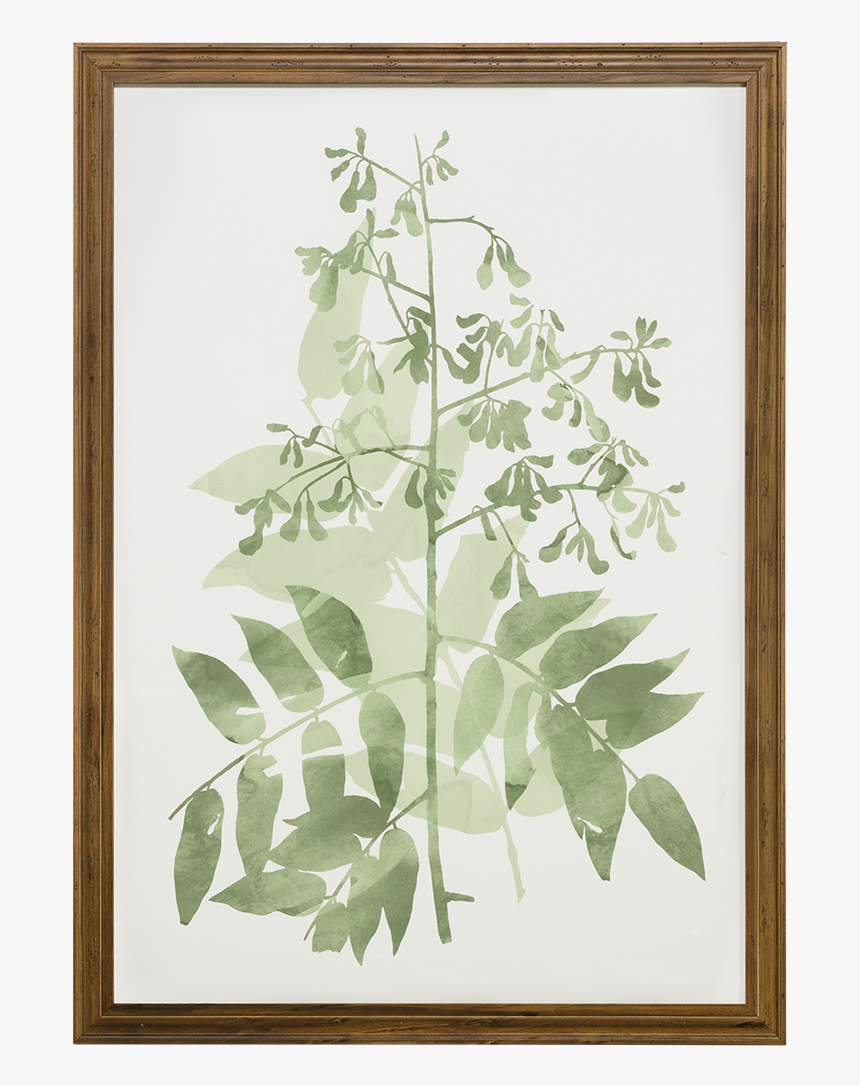 Watercolor Botanical Ii - Perforate St John's Wort, HD Png Download