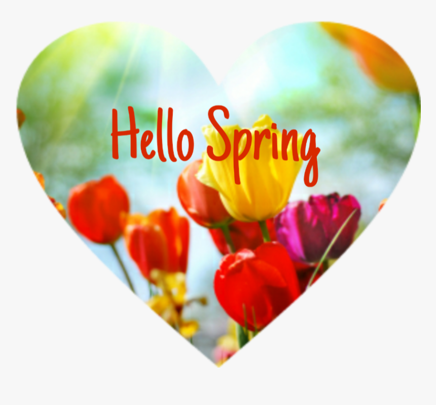 #spring #flowers #tulips #hellospring #heart, HD Png Download