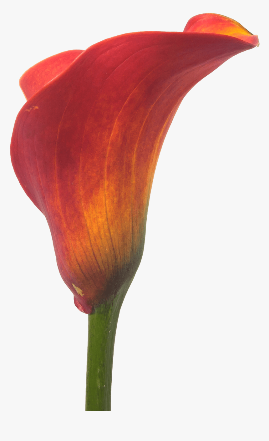 Watercolor Calla Lily Png - Orange Calla Lily Transparent, Png Download