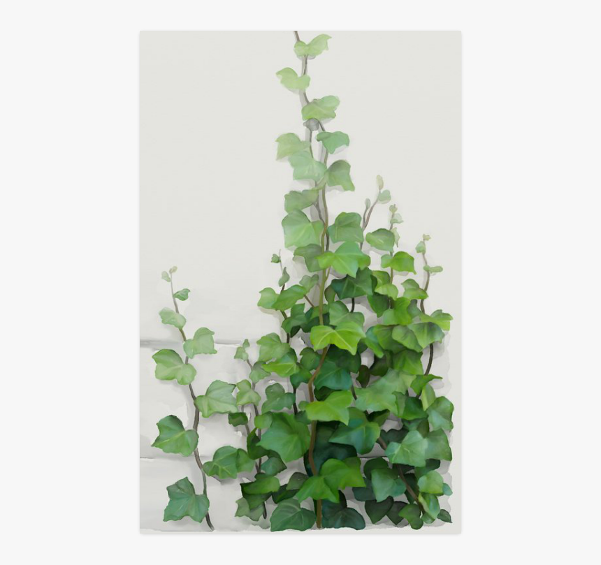 Watercolor Vines, Climbing Plant Zoom Poster 23 X36 - Watercolor Vine, HD Png Download