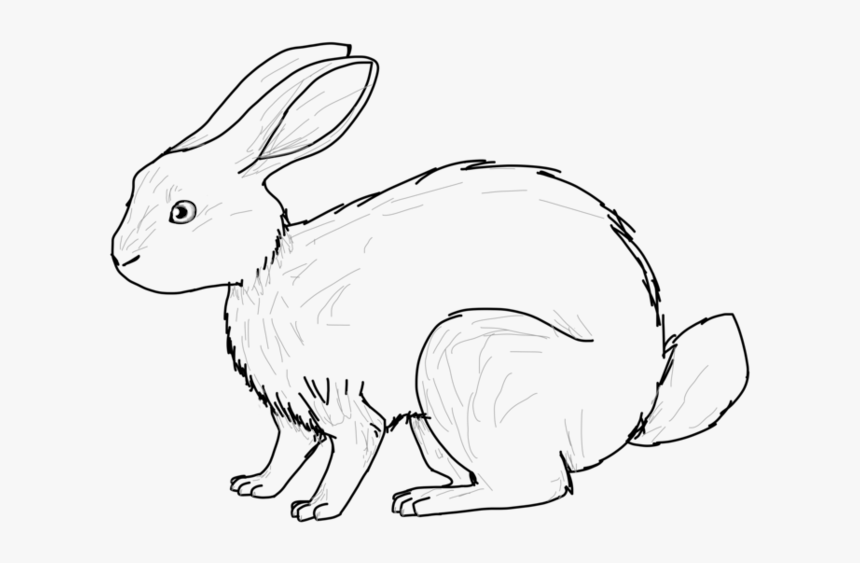 Hare Drawing Huge Freebie Download For Powerpoint - Domestic Rabbit, HD Png Download