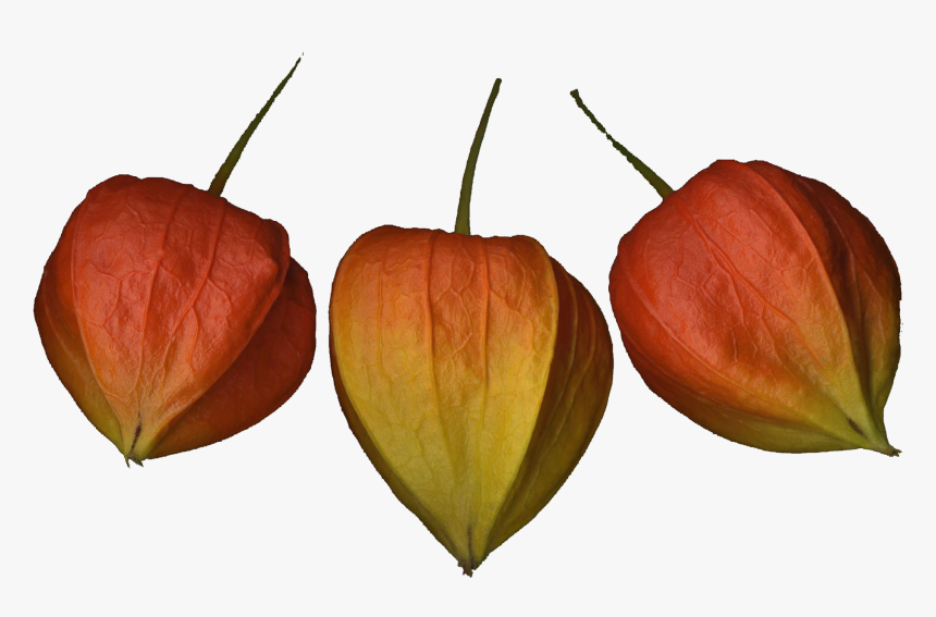 Chinese Lantern Flowers Png Photo Background - Tulip, Transparent Png