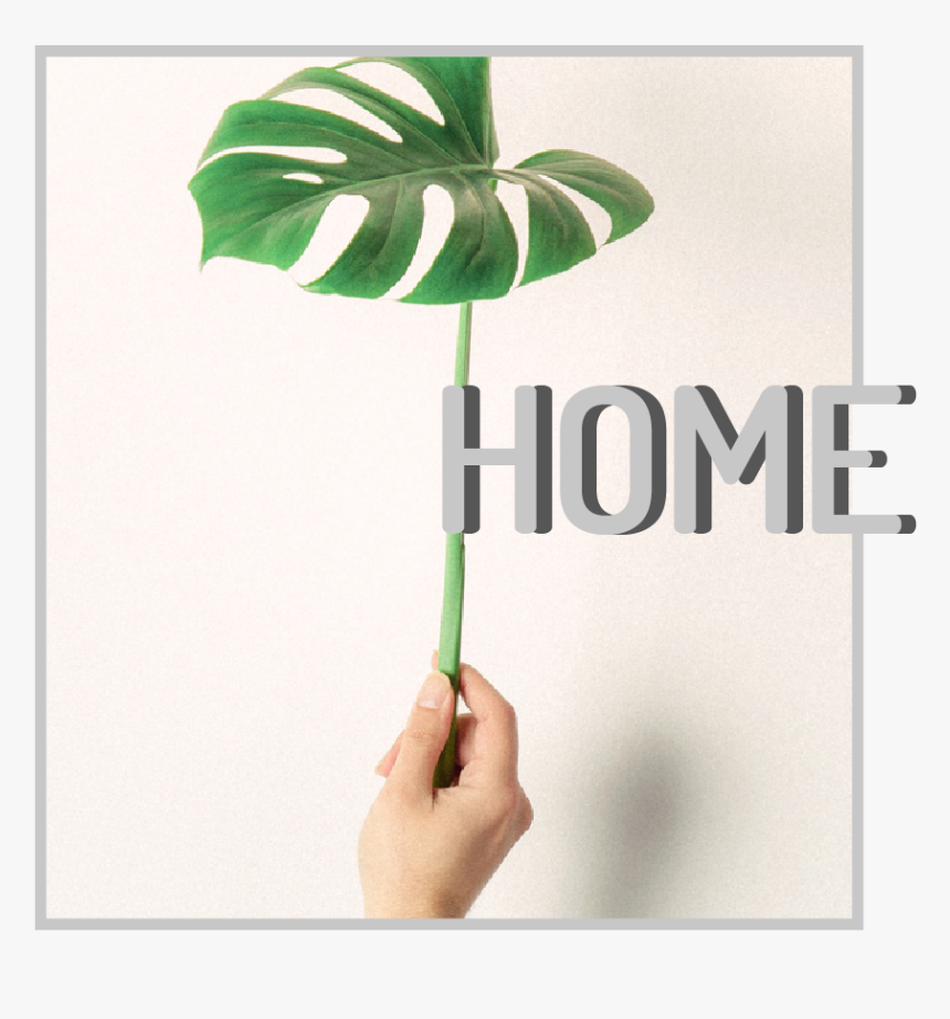 Artboard 1 Copy 5 - Swiss Cheese Plant, HD Png Download