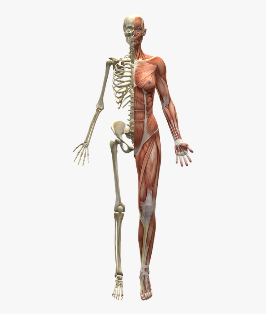 Skeleton Muscles Png, Transparent Png