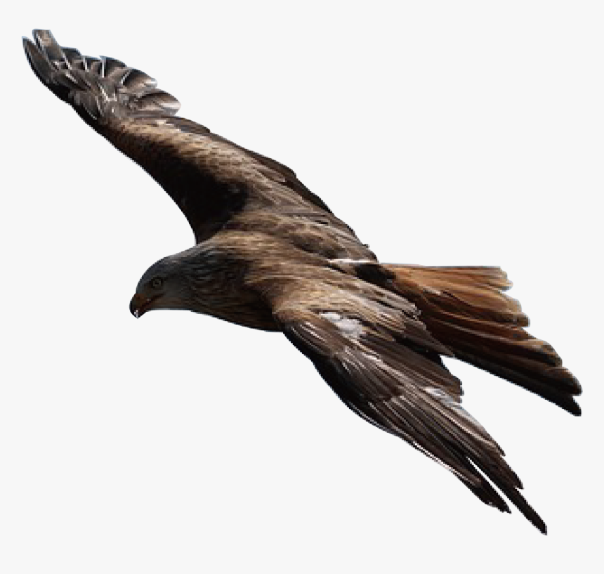 Transparent Fascist Eagle Png - Golden Eagle Flying Png, Png Download