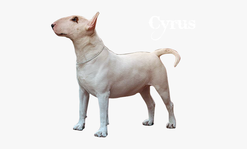 Bull And Terrier, HD Png Download