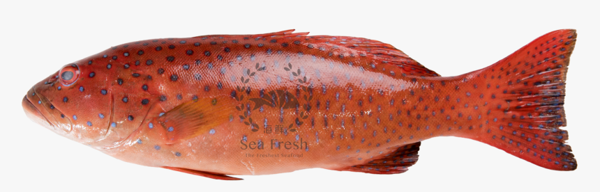 七星 斑 Coral Trout Kerapu Bintang, HD Png Download