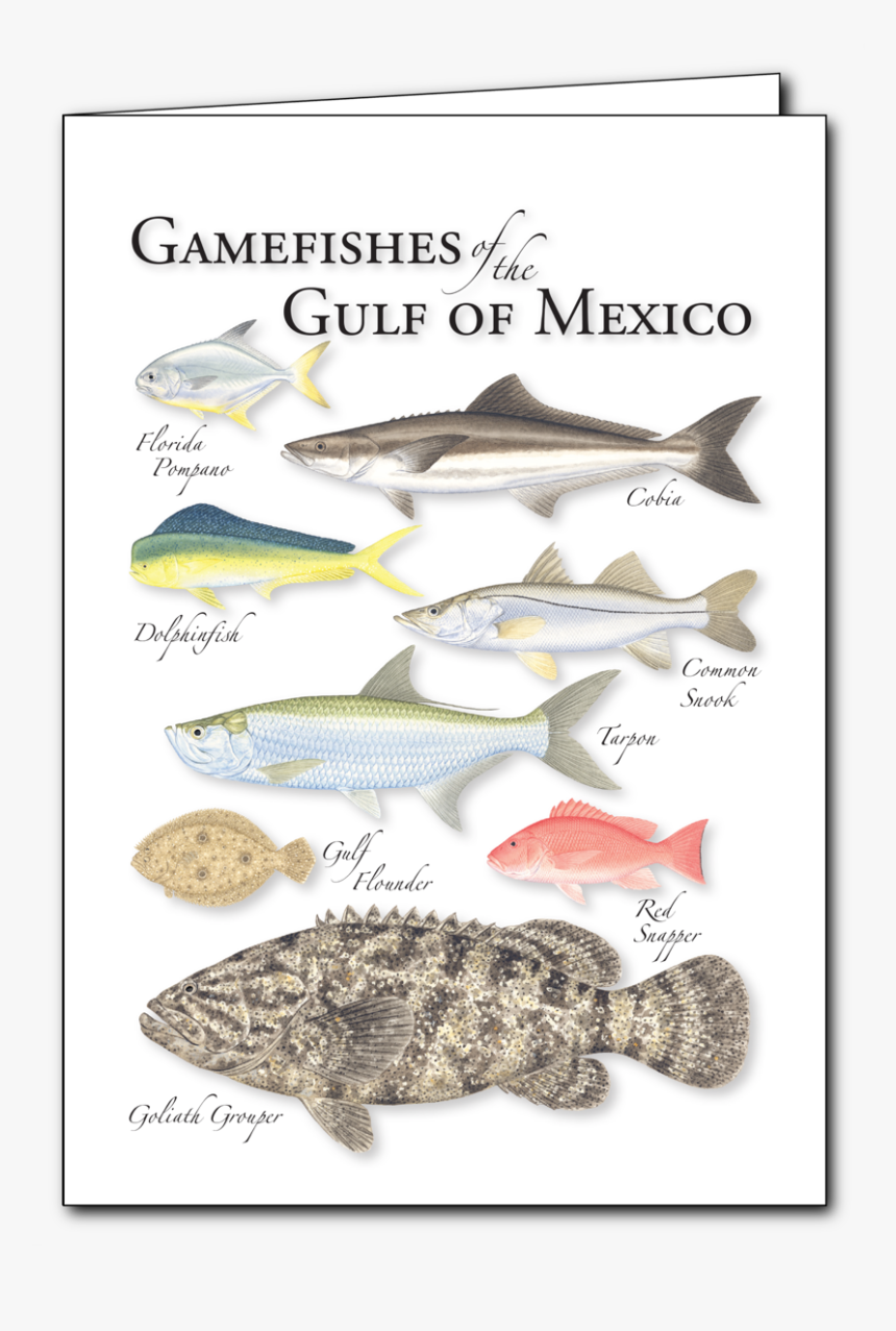 Gulf Flounder, HD Png Download