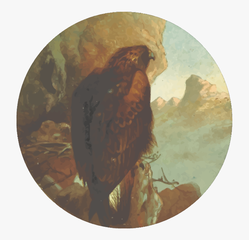Eagle,fauna,feathered Favourites British Birds - Red-tailed Hawk, HD Png Download