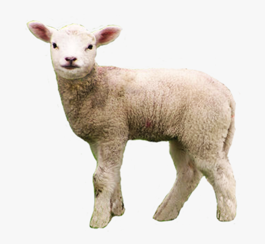 Big Gain Offers 2 Different O - Lamb Png, Transparent Png