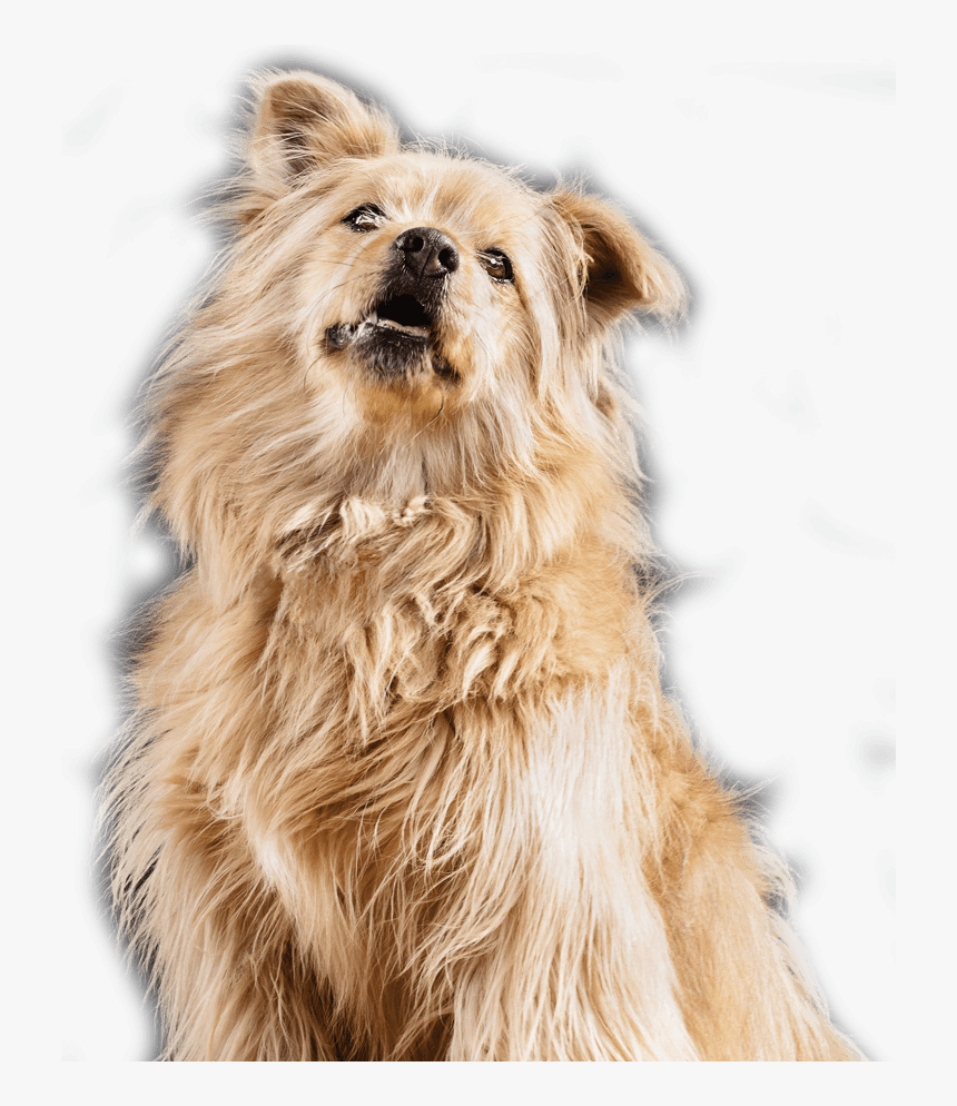 Companion Dog, HD Png Download