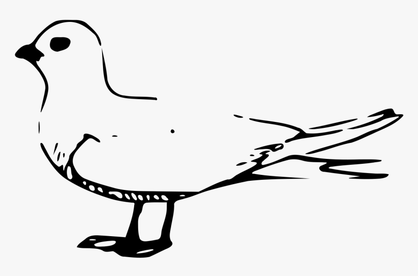 Gulls, HD Png Download