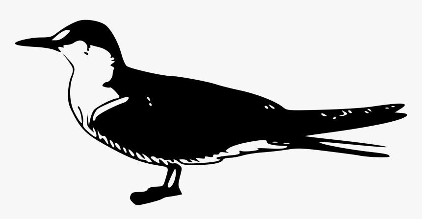 Sooty Tern Clip Arts - Bird Clip Art, HD Png Download