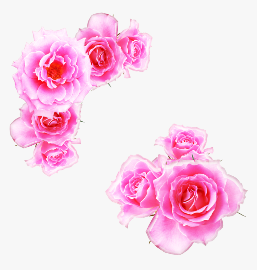 Pink Rose Png Free Download - Kewra Water In Hindi, Transparent Png