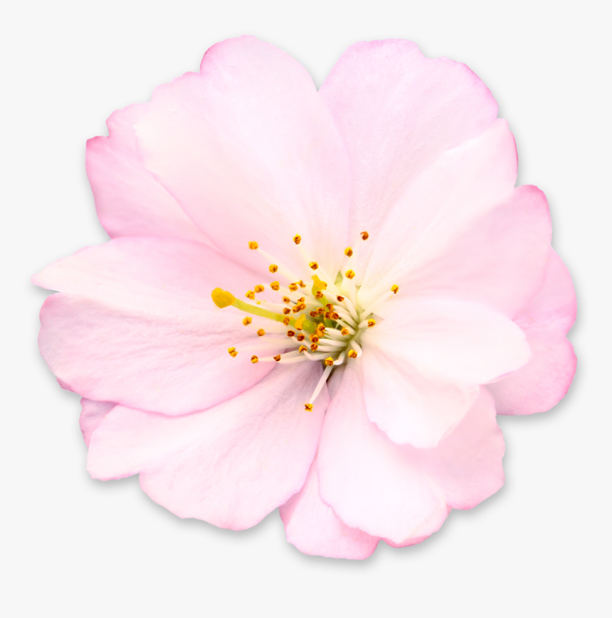 Get Cherry Blossom Png Pictures - Camellia Sasanqua, Transparent Png