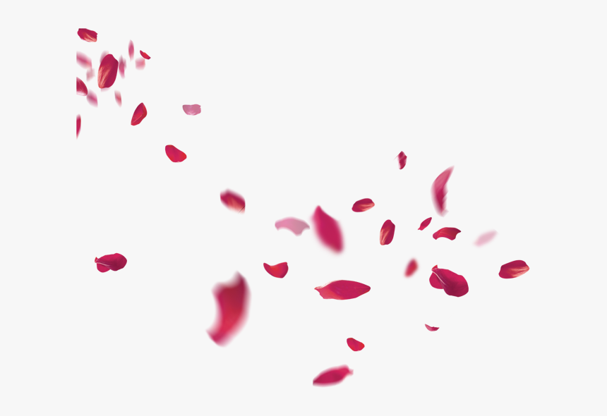 Petal Flower Beach Transprent - Falling Rose Petals Png, Transparent Png