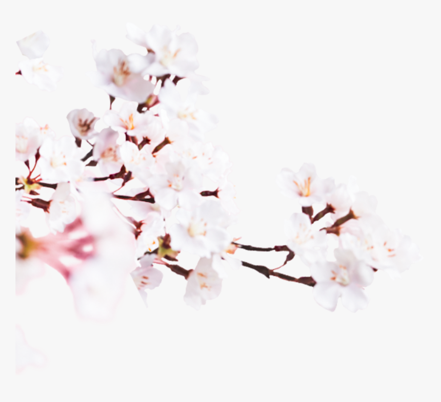 Image - Cherry Blossom, HD Png Download
