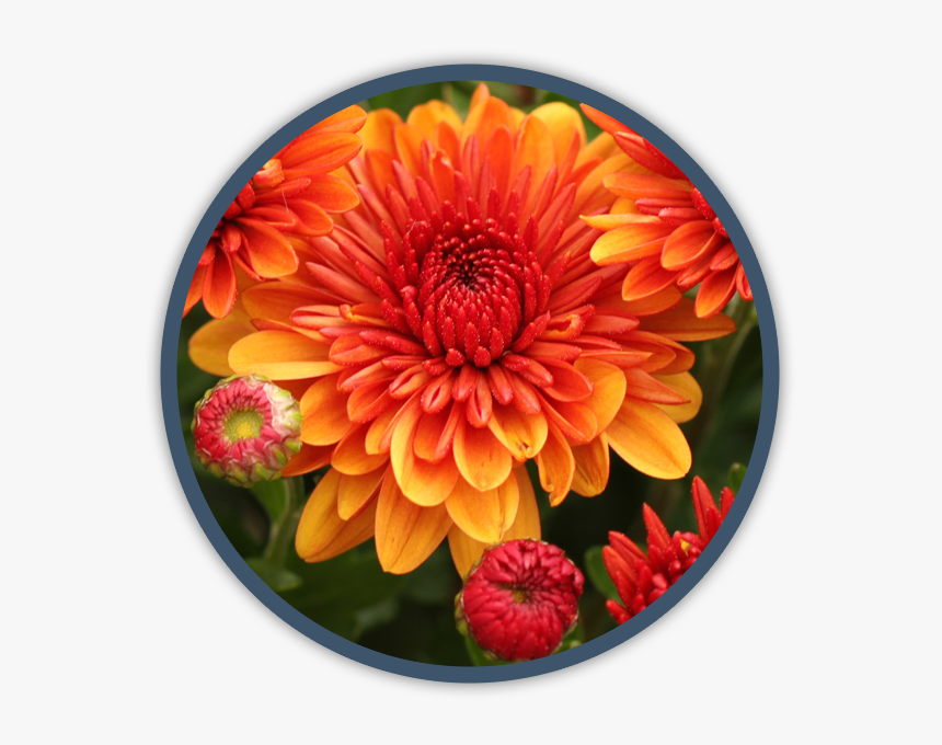 Dahlia, HD Png Download