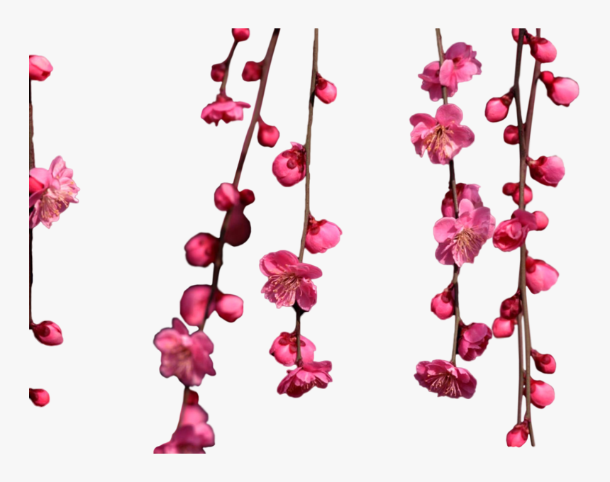 Hanging Cherry Blossom Png, Transparent Png