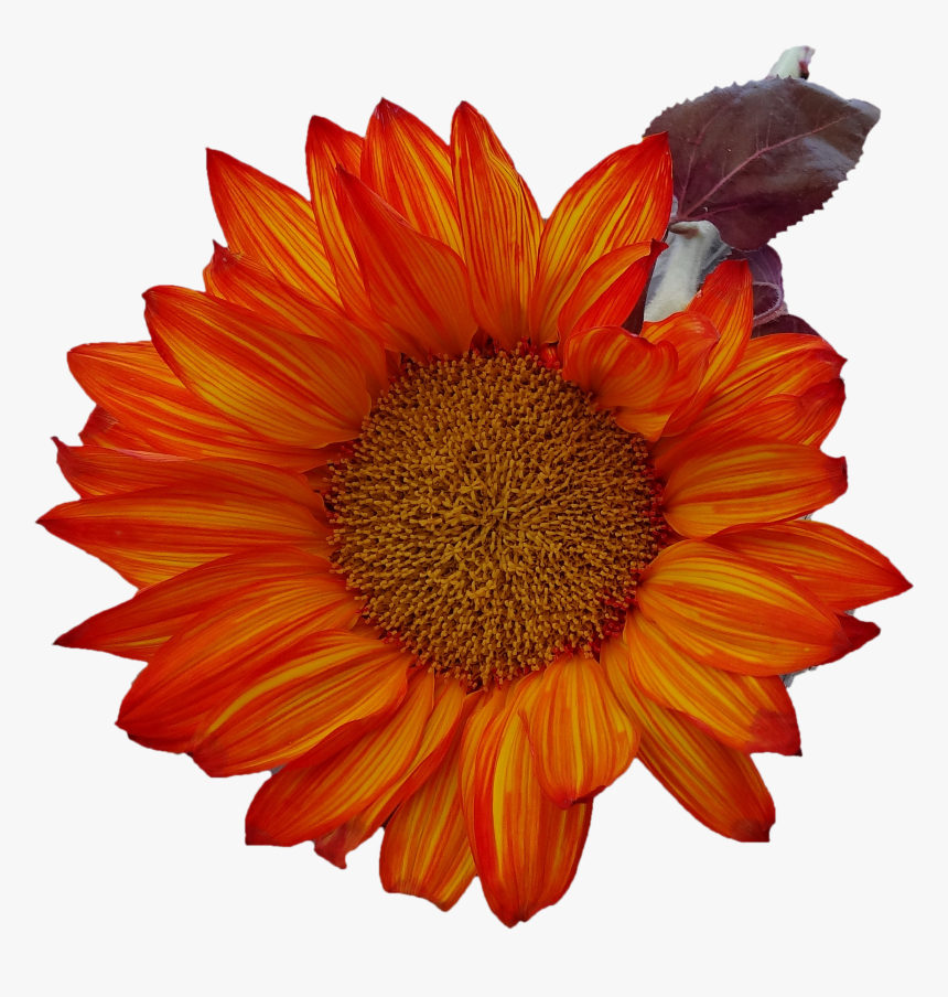Free Fall Sunflower Thanksgiving Png Image - Girasoles Naranjas En Png, Transparent Png