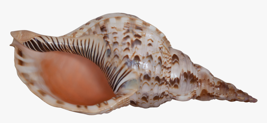 Triton Pacific 12-13, HD Png Download
