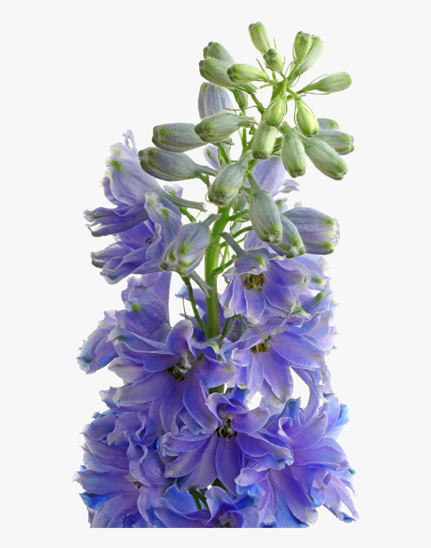 Bouquet, HD Png Download