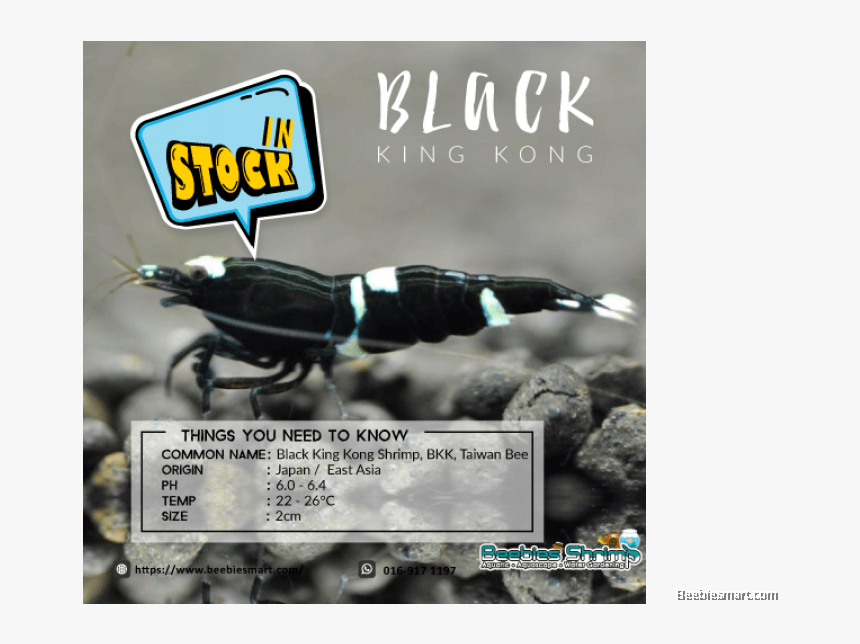 Transparent King Kong Clipart - Taiwan Bee King Kong, HD Png Download