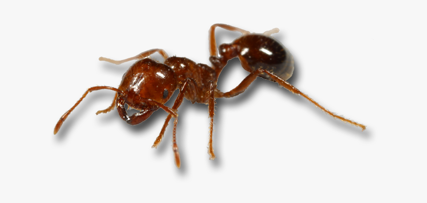 Red Imported Fire Ant Mosquito Black Imported Fire - Fire Ants, HD Png Download