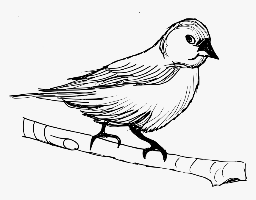 Finch, HD Png Download