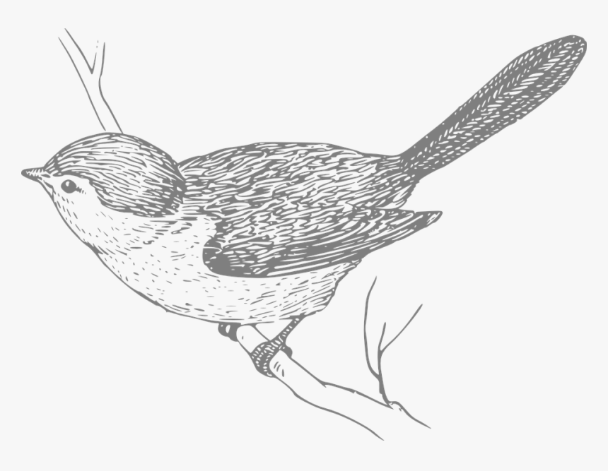 Bird, Perched, Nature, Branch, Wildlife, Outdoors - Special Thought For Friends, HD Png Download