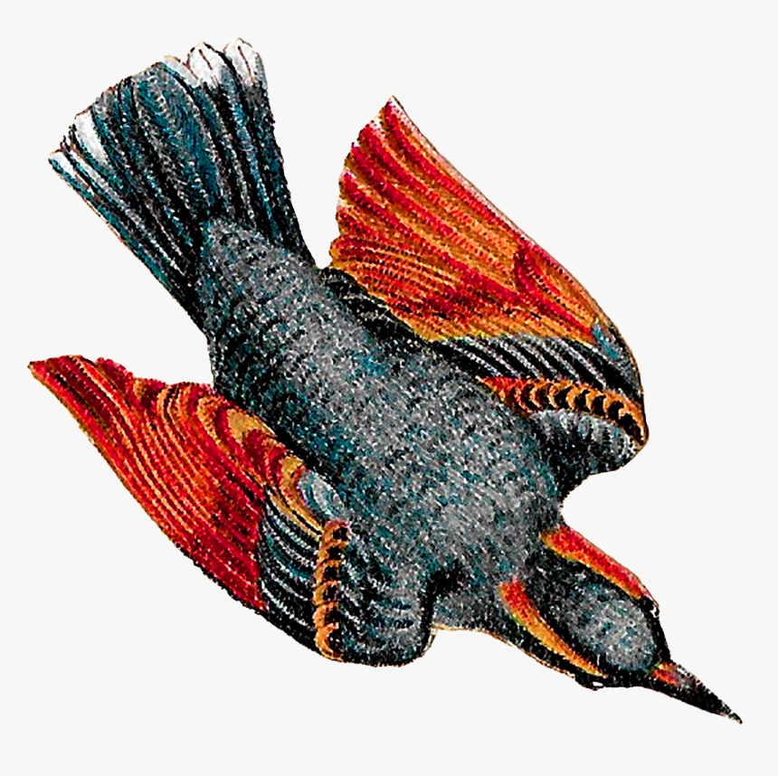 This Vintage Bird Drawing Artwork Is Very Pretty, Showing - Vintage Bird Drawing Png, Transparent Png