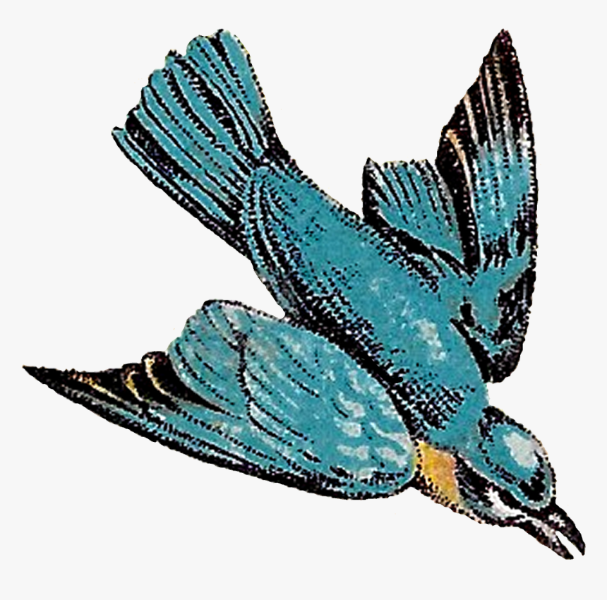Vintage Bird Flying Illustration, HD Png Download