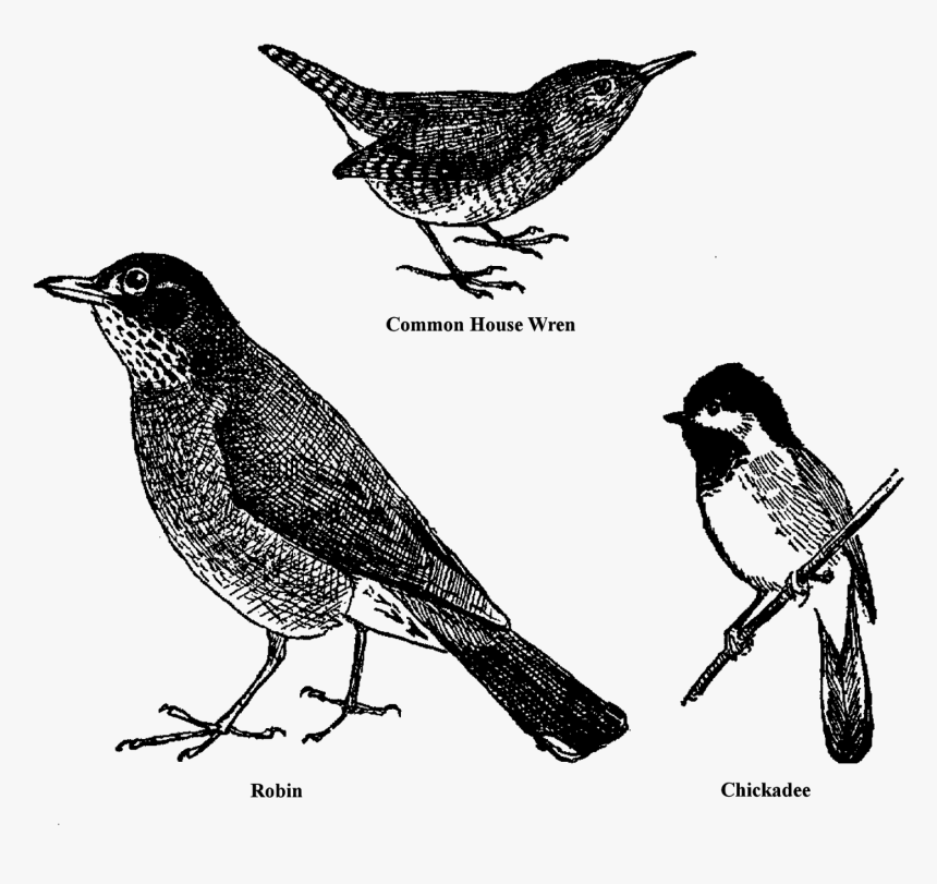 Bird Animal Drawings Sketches Clipart Collage Sheet - Robin, HD Png Download