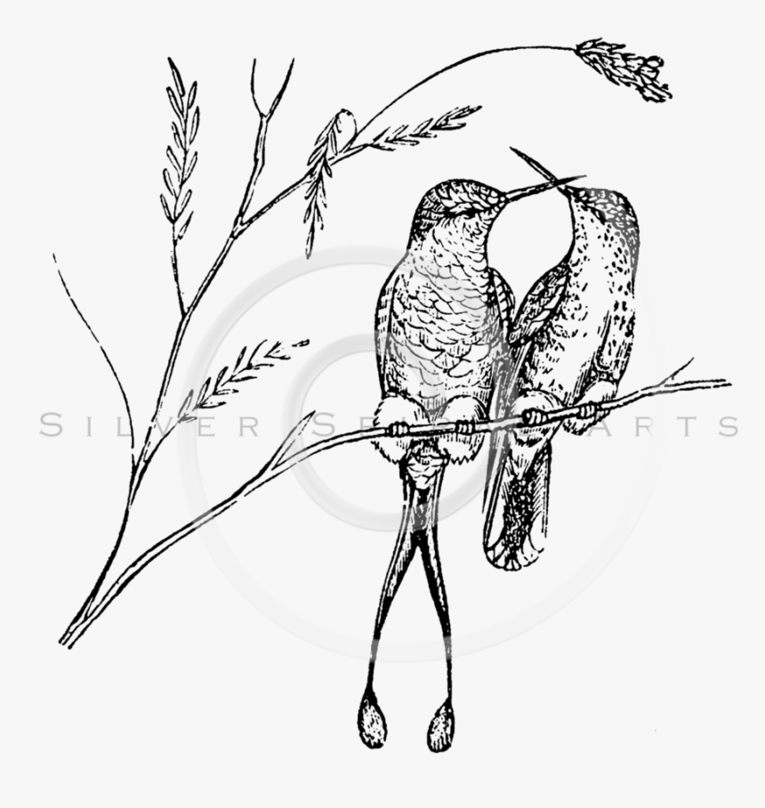 Royalty Free Stock Vintage Illustrations Photo Keywords - Black And White Humming Birds, HD Png Download