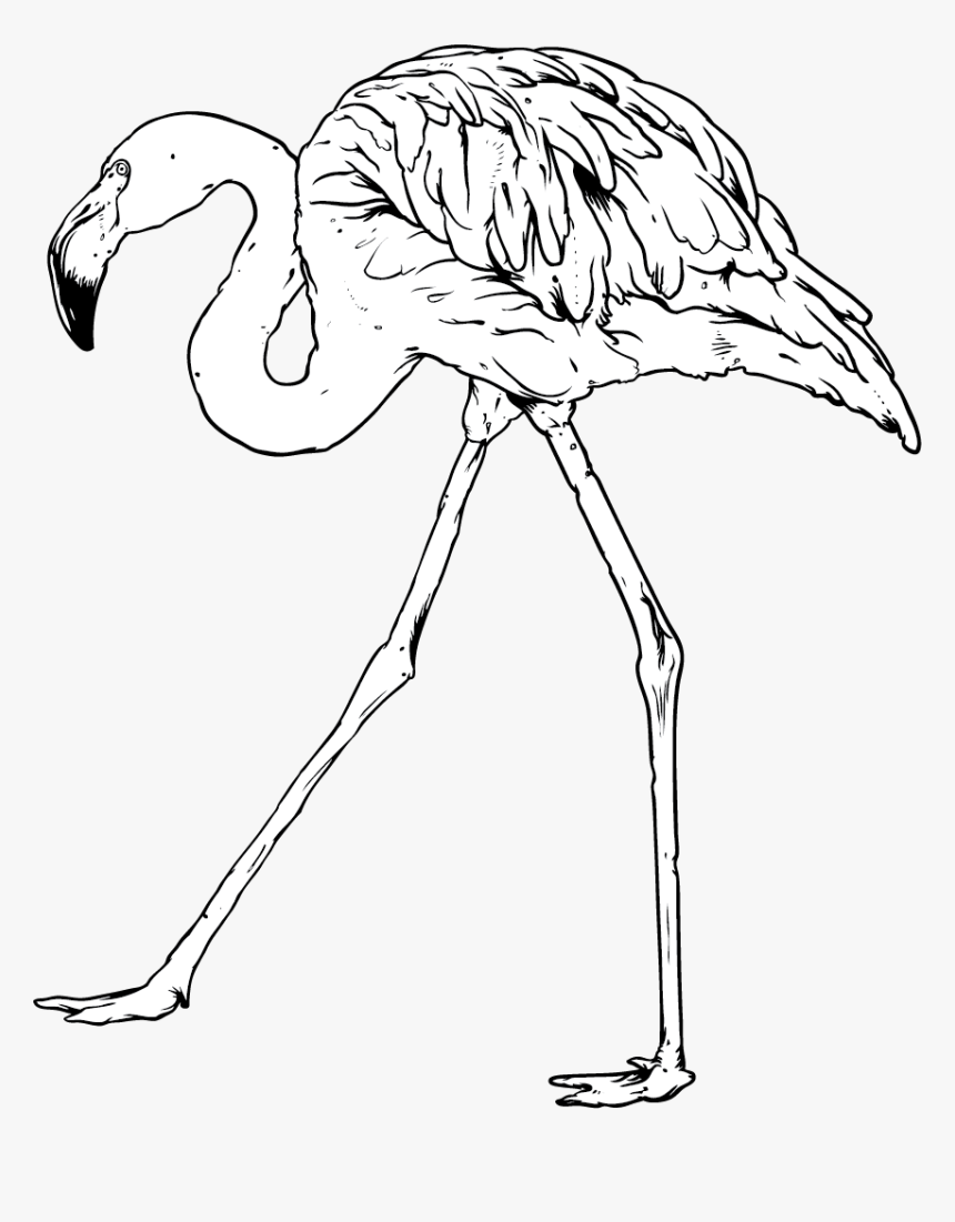 Greater Flamingo, HD Png Download