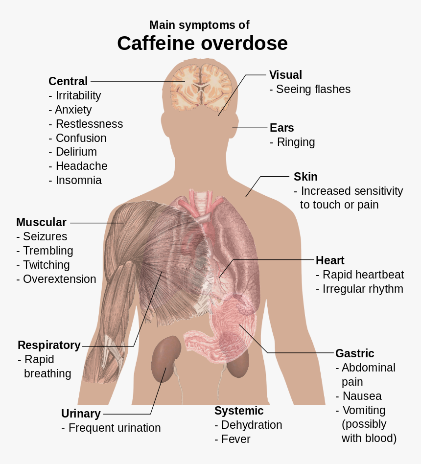 Main Symptoms Of Caffeine Overdose, HD Png Download
