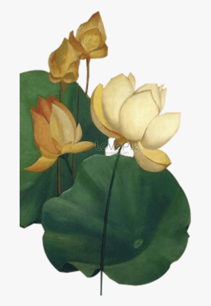 Pond Vector Lily Leaf - Sacred Lotus, HD Png Download