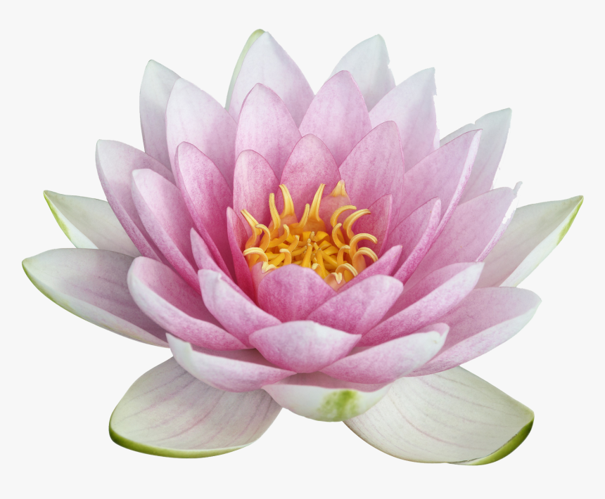 Lotus Png Image - Lotus .png, Transparent Png