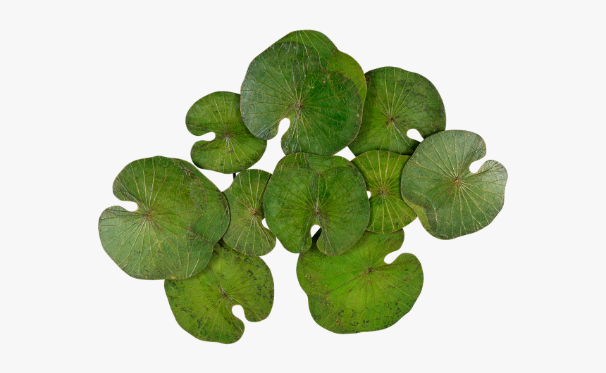 Houseplant, HD Png Download