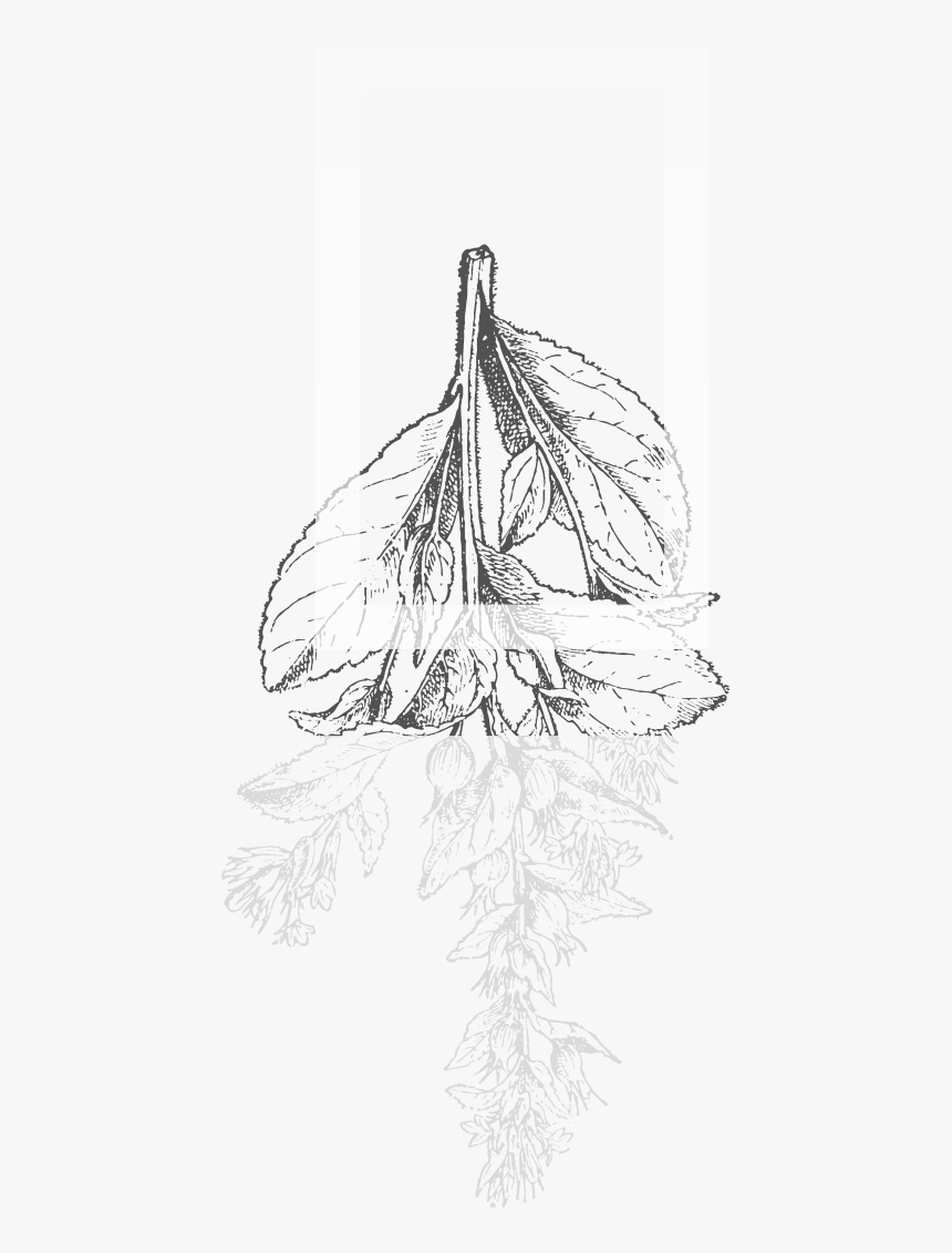 Featured Beer - Sketch, HD Png Download
