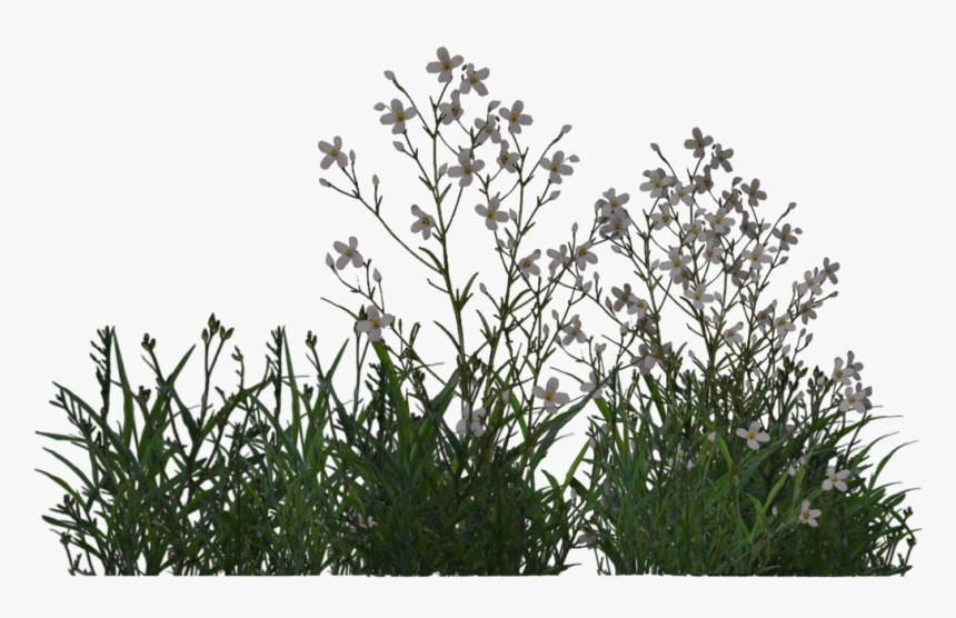Pond Plants Png, Transparent Png