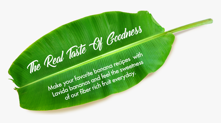 Transparent Banana Leaf Png - Banana Family, Png Download