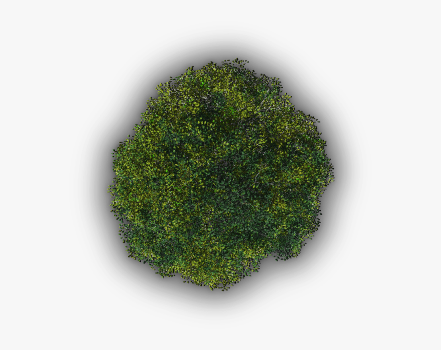 Moss, HD Png Download