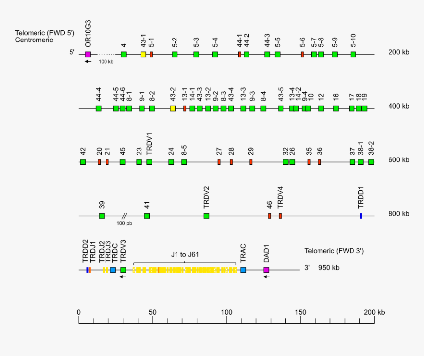 Diagram, HD Png Download
