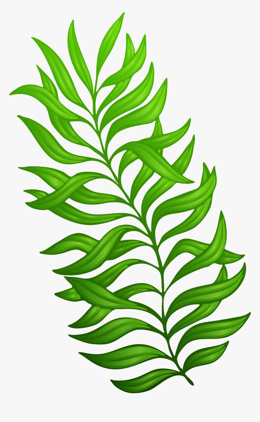 Clip Art Exotic Green Plant Png - Plant Clip Art Png, Transparent Png
