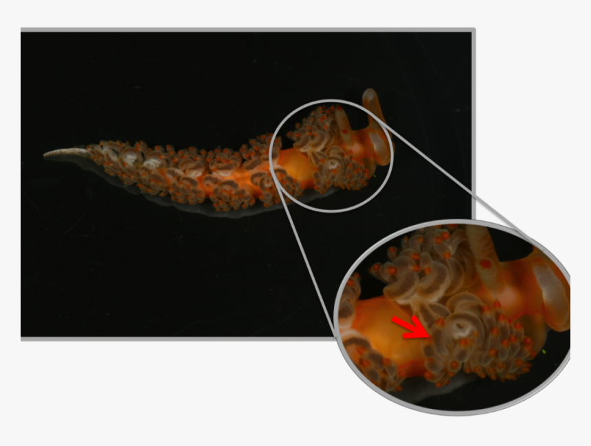 A Nudibranch Showing A Closeup Of Their Fleshy, Tentacle-like - Nudibranch Eating Jellyfish, HD Png Download